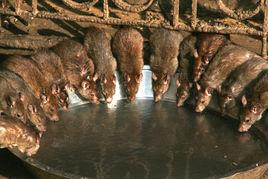 鼴鼠飲河 鼴鼠飲河