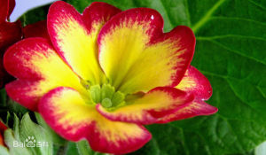 光萼彩花(變種) 光萼彩花(變種)