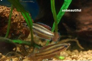 加里曼丹副鬥魚 加里曼丹副鬥魚