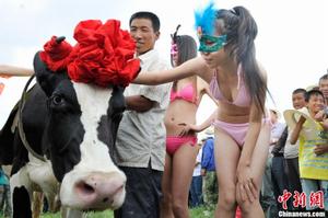 2012首屆“奶牛選美”大賽 2012首屆“奶牛選美”大賽