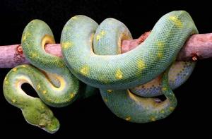 蛇[四肢退化的爬行動物的總稱]