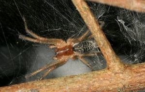 黑背草蛛 黑背草蛛