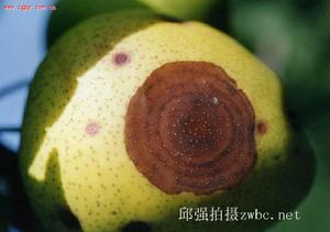 果實輪紋病