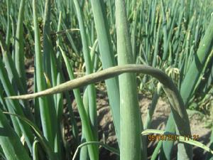 大蔥黑粉病 大蔥黑粉病