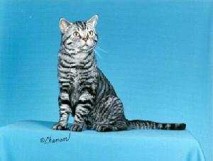 棕色標準虎斑貓