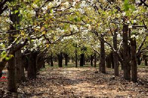 寧陵縣“萬畝梨園”