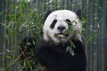 大熊貓屬 大熊貓屬