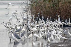 后海灣濕地候鳥