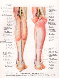小腿後區肌肉
