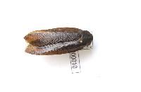 黑帶大光蠊 黑帶大光蠊