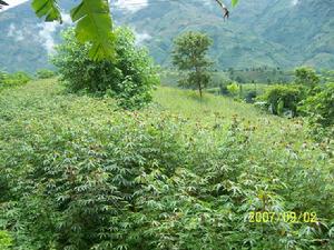 木薯種植漸成規模