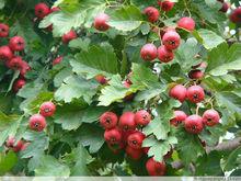 山楂樹[落葉喬木植物]