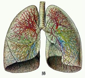 肺功能