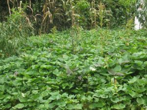 星斗自然村 星斗自然村