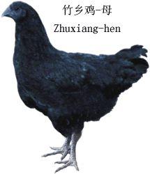 赤水竹鄉雞 赤水竹鄉雞