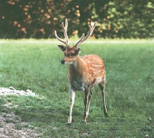 （圖）黑龍江馴鹿