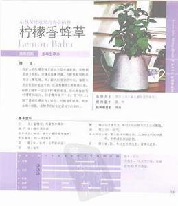 檸檬香蜂草 檸檬香蜂草