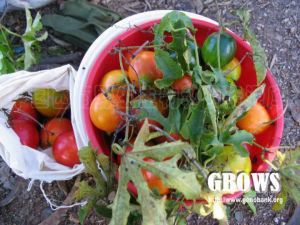 葉苞組[葫蘆科栝樓屬]