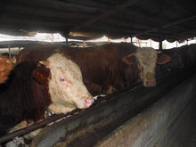 改良牛羊外調基地西門塔爾牛