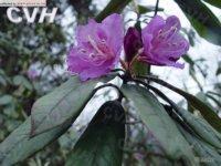 多鱗杜鵑 多鱗杜鵑