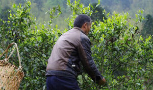 莎藤茅茶 莎藤茅茶