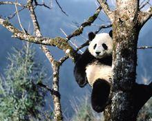 秦嶺四寶之大熊貓