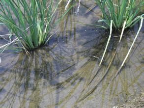 纖細橋彎藻 纖細橋彎藻