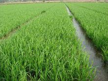 雜交水稻稻田