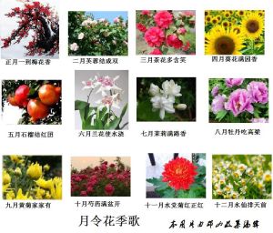 月令花季歌（插圖）