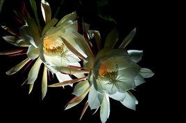 月下美人[月下美人植物]