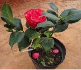 複色大海倫 複色大海倫