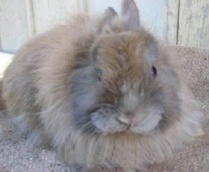 長毛兔