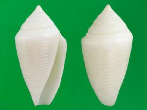 瘤碧玉芋螺 瘤碧玉芋螺