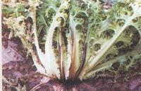 藥用植物菊苣軟腐病