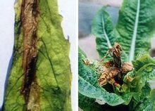 萵苣灰霉病 萵苣灰霉病