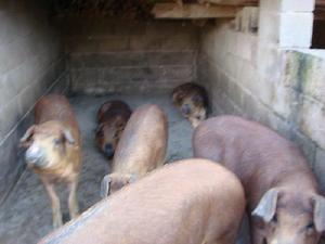 平寨皮坡村-生豬養殖