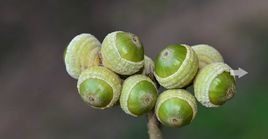 短星毛青岡 短星毛青岡