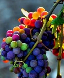 彩虹葡萄 彩虹葡萄