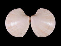 滿月鏡文蛤