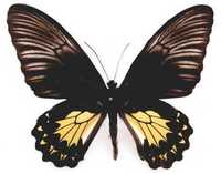 諾內姆裳鳳蝶(雌)