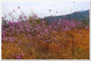 杭子梢屬 杭子梢屬