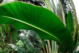 旅人蕉[旅人蕉科旅人蕉屬植物]