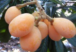 溪柄枇杷 溪柄枇杷