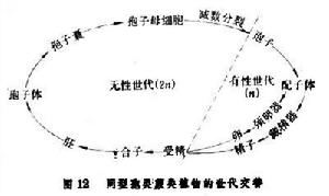 類蕨類植物的世代交替