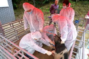 2018年非洲豬瘟疫情