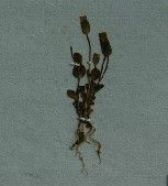 二萼喉毛花 二萼喉毛花