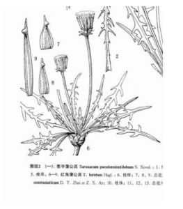 紅角蒲公英 紅角蒲公英