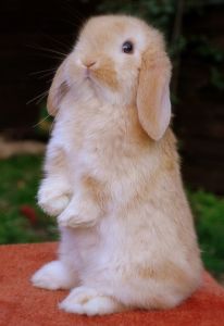 垂耳兔[兔屬動物]