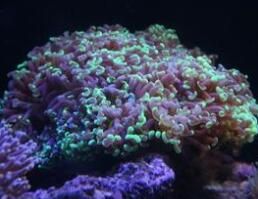 大榔頭珊瑚