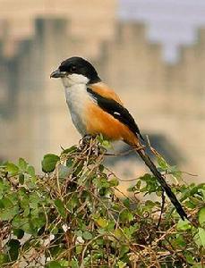 棕背伯勞 棕背伯勞